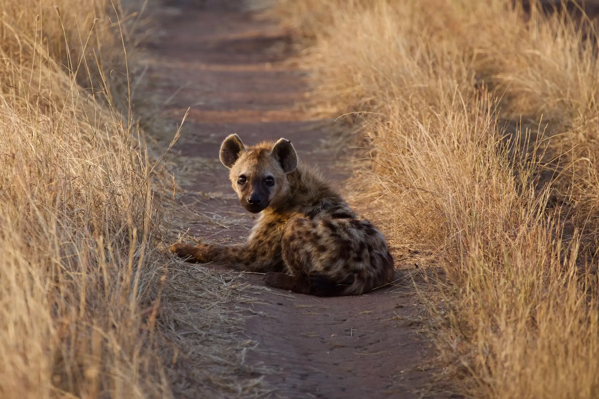hyena 4