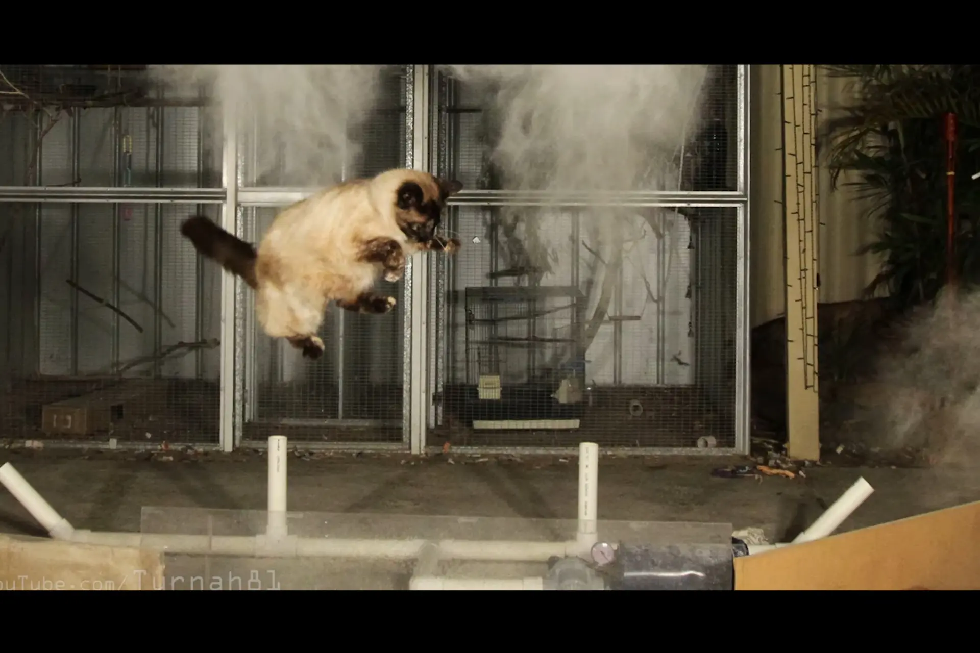 katten cover sj edit