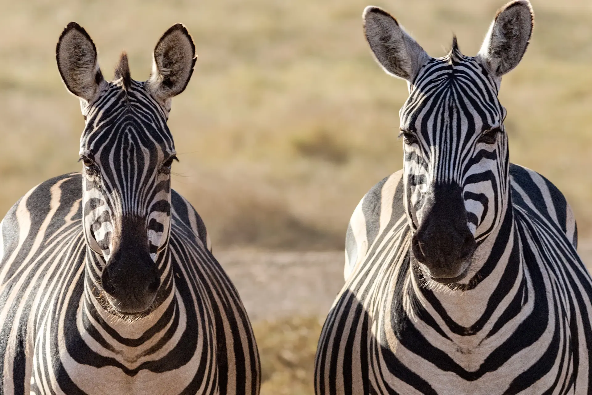 neil and zulma scott dgh8nsdedv0 unsplash