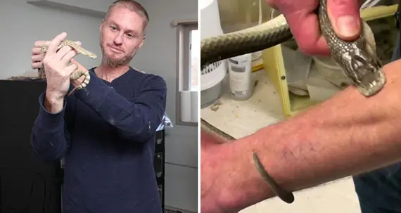 Mafkees laat zich bijten door de meest giftige slangen om te bewijzen dat zijn vaccin echt werkt