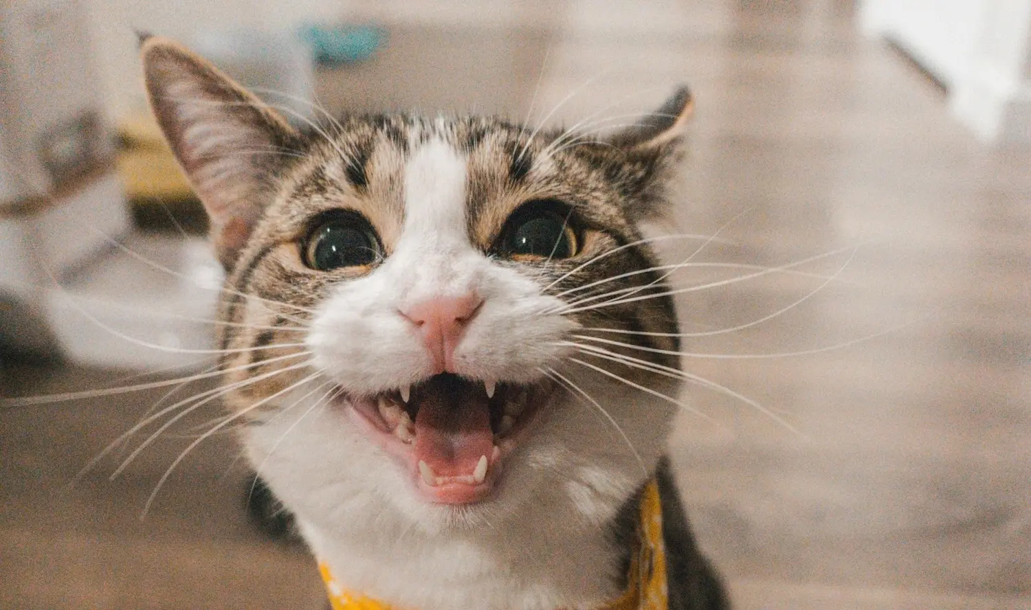 5 gadgets voor katten waar jouw kat heel veel plezier van gaat hebben