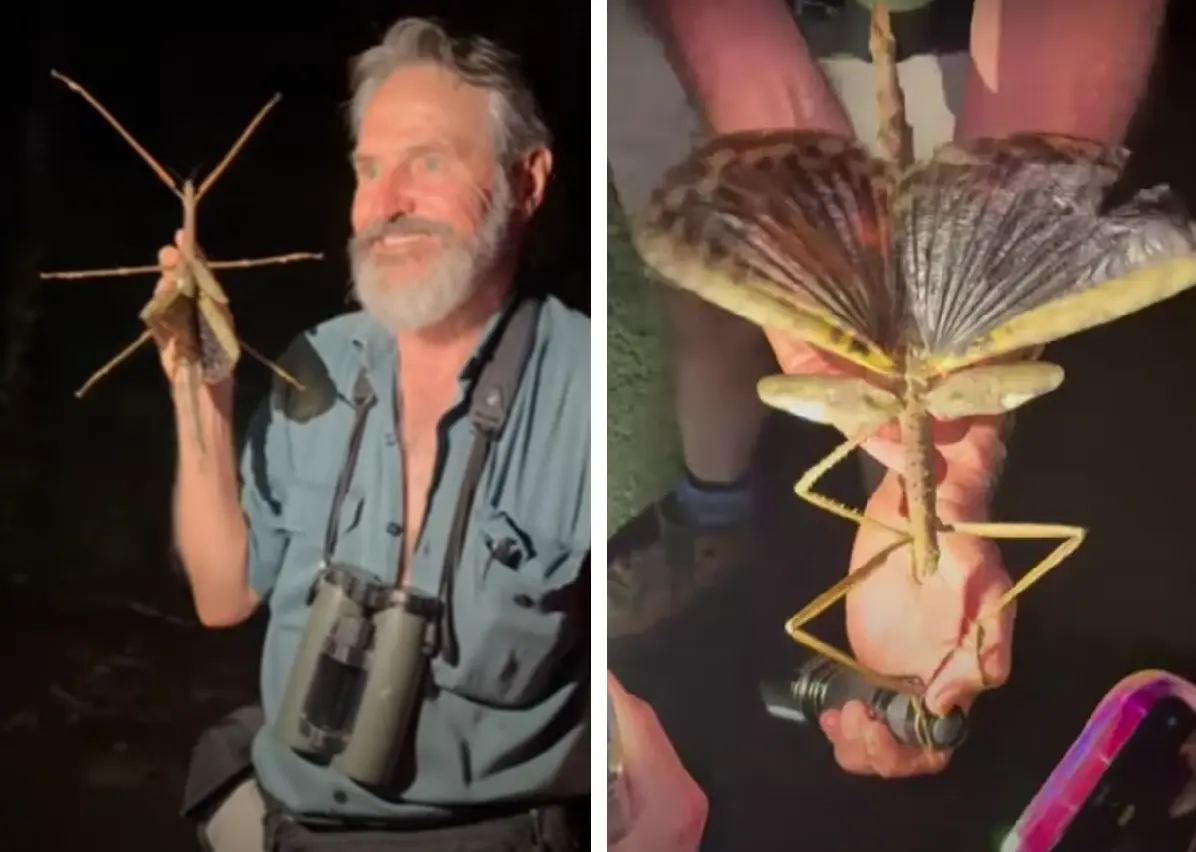 In Australië is het zwaarste insect van Australië ontdekt