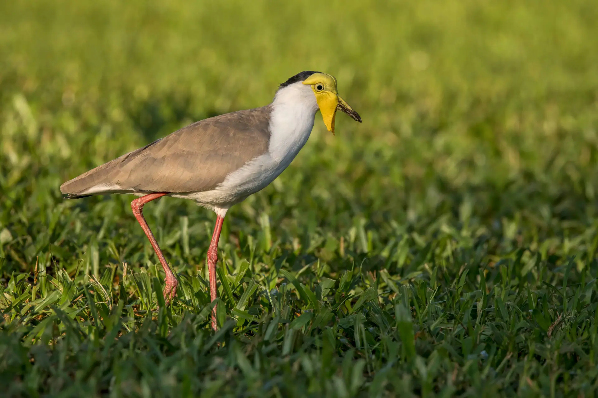 Ei van beschermde vogel op voetbalveld zorgt voor maandlange sluiting stadion