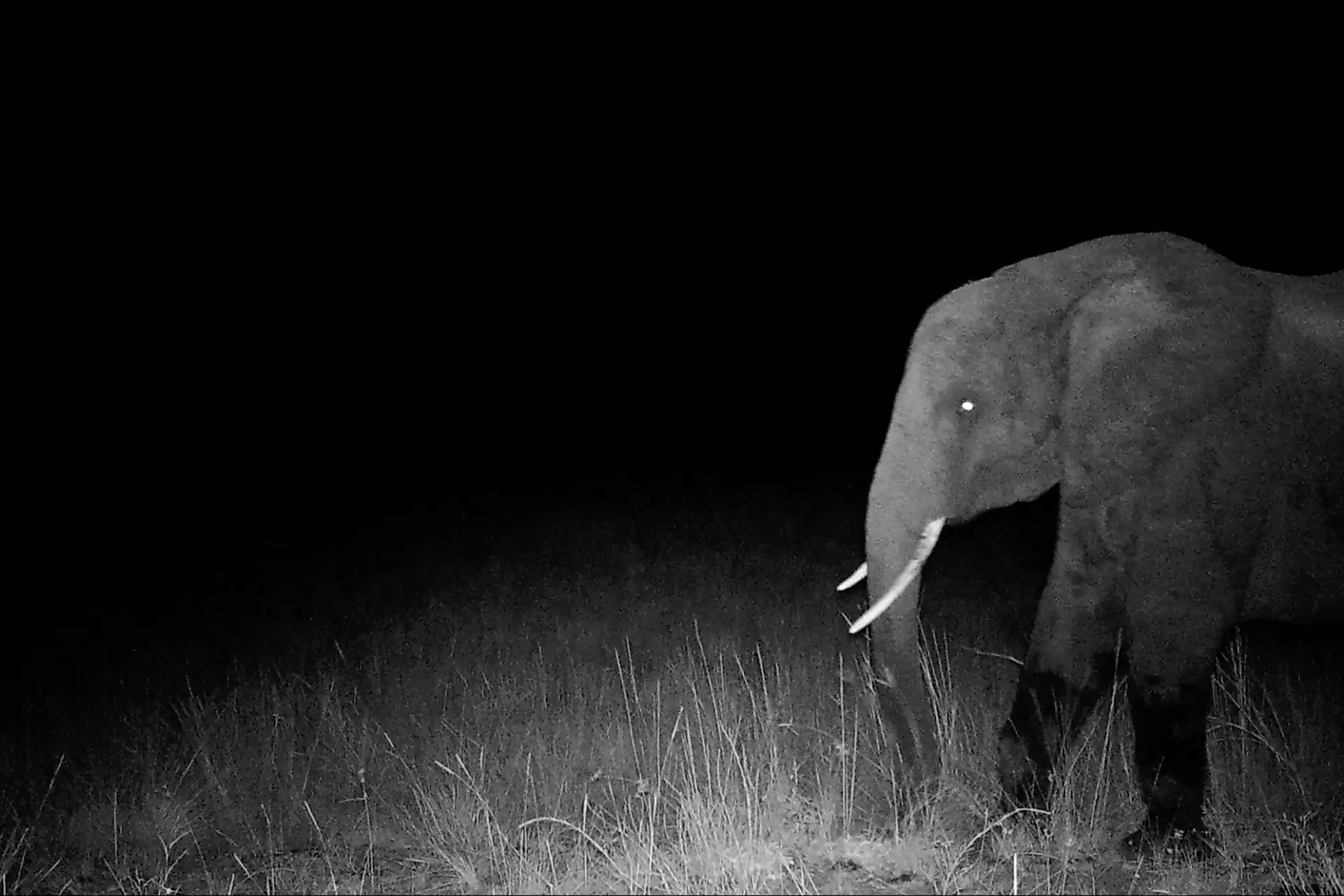 In Ghost Elephants zie je het laatste mysterie van Afrika