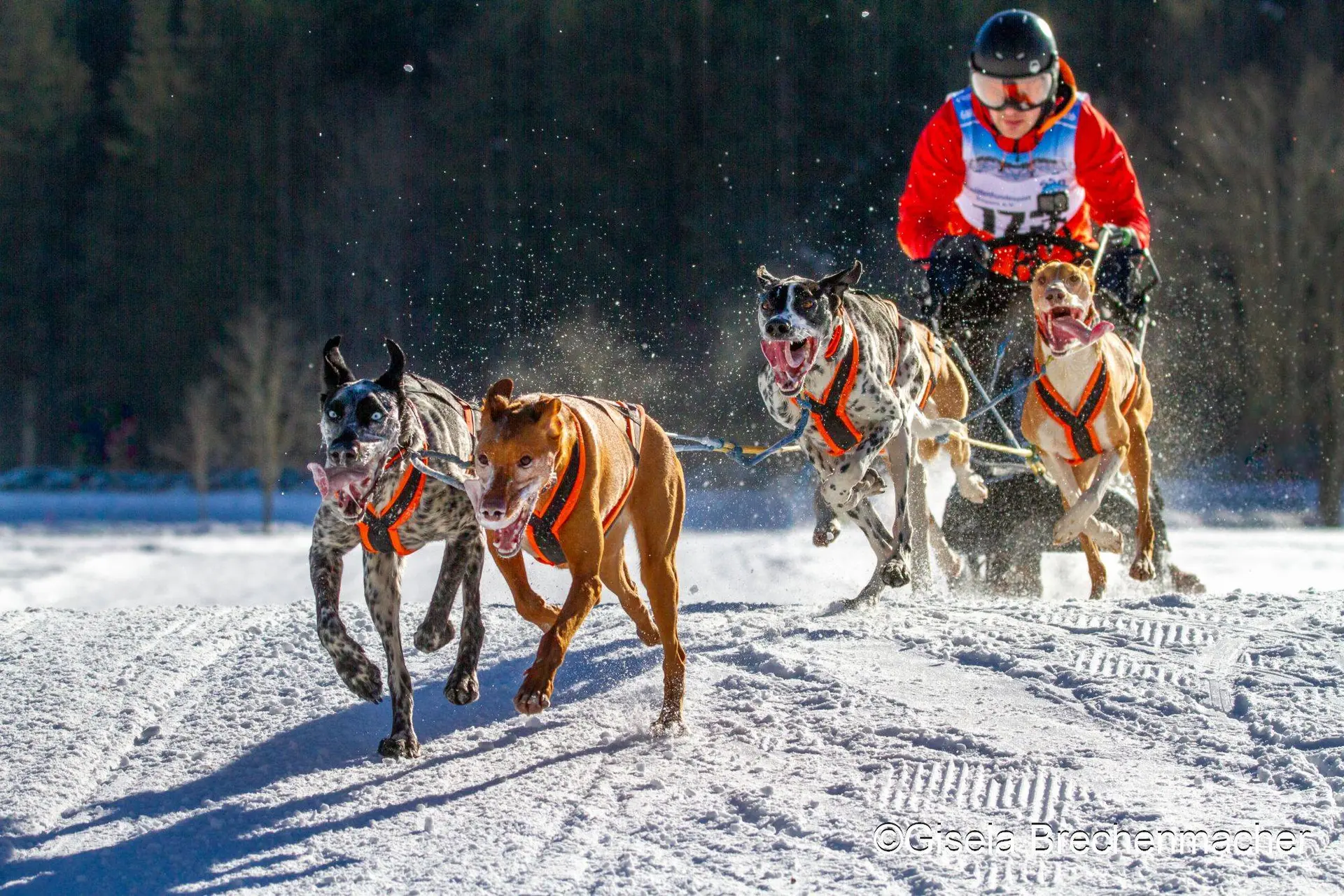 Nederlander Stefan Donker rijdt samen met zijn gezin mee aan de zwaarste sledehondenrace van Europa
