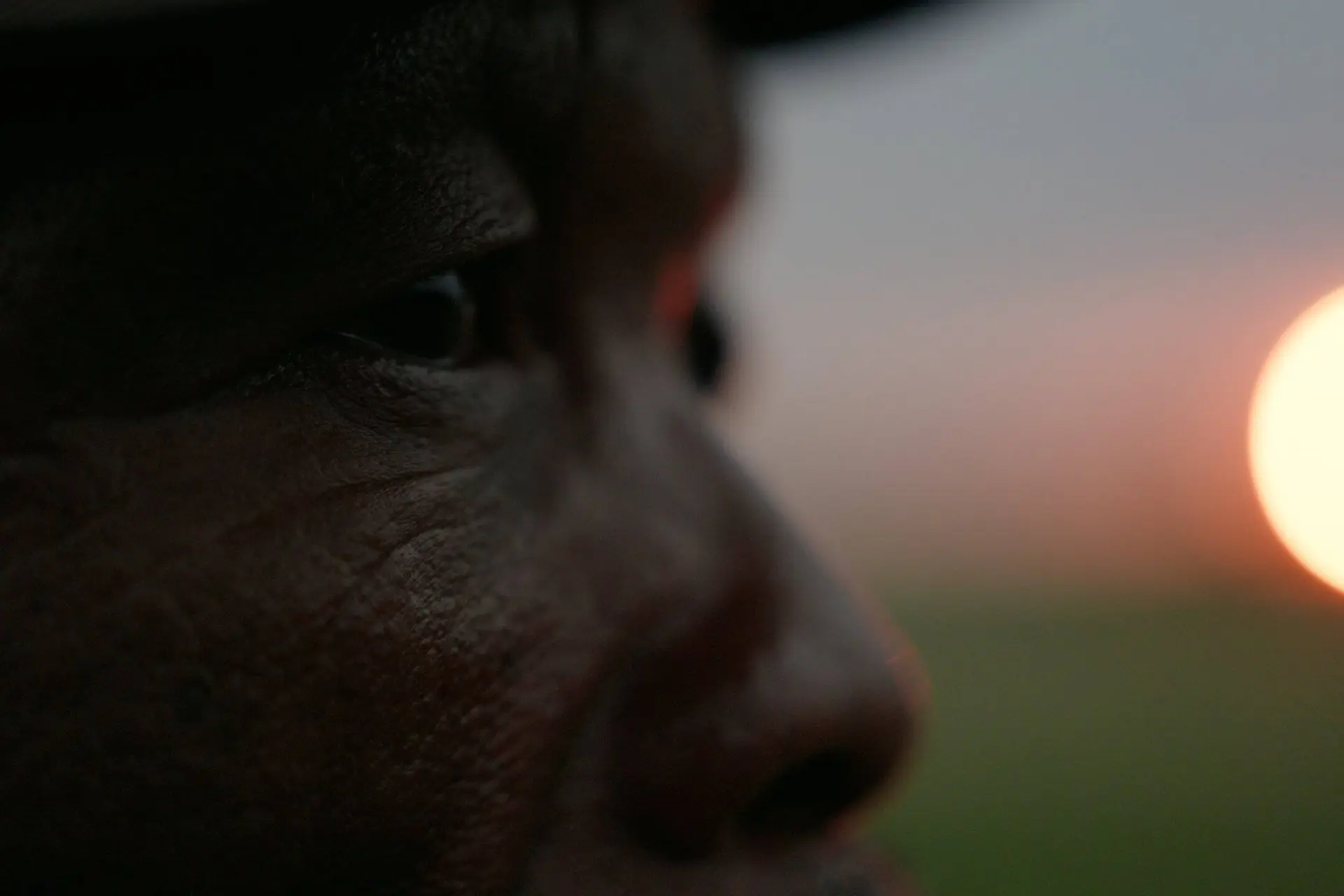 Dit zijn de meest spectaculaire natuurdocu's van dit voorjaar