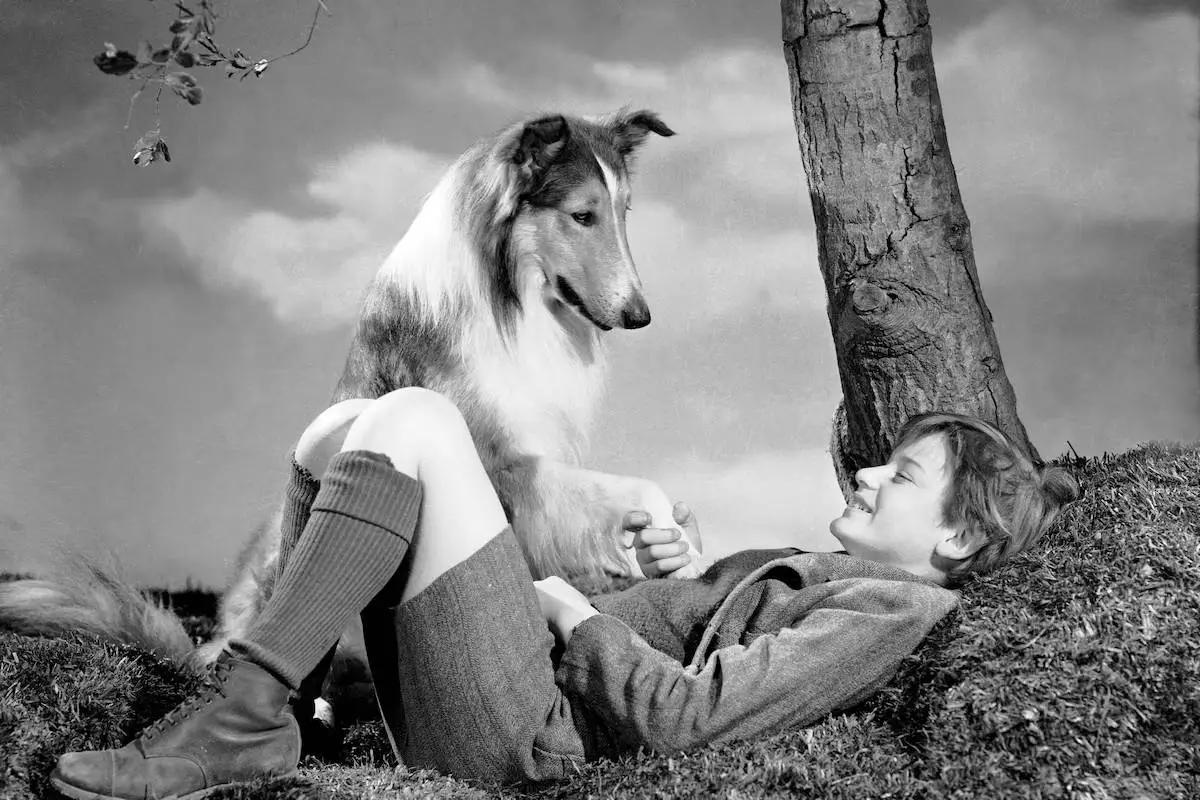 lassie come home