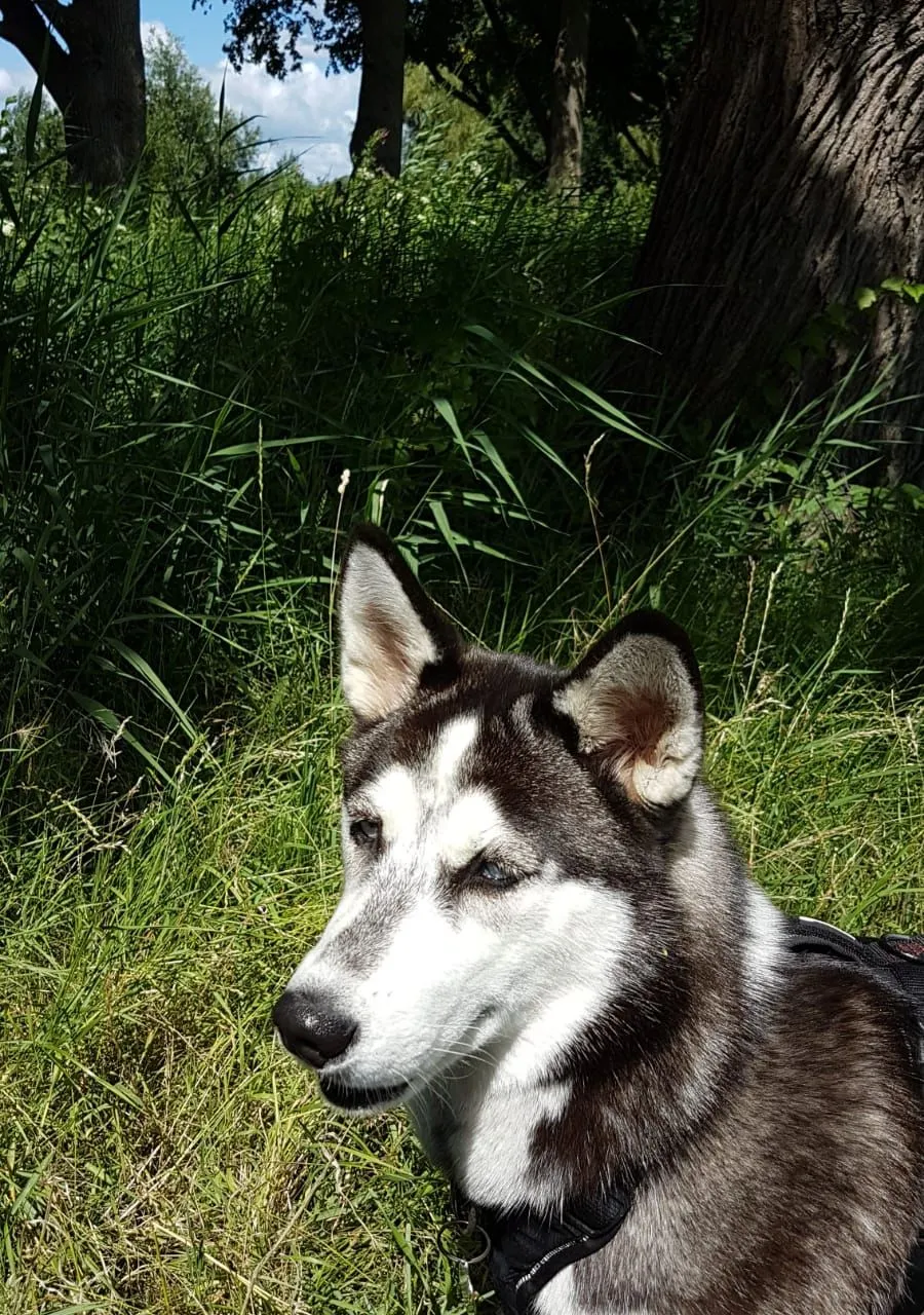 Old Guy