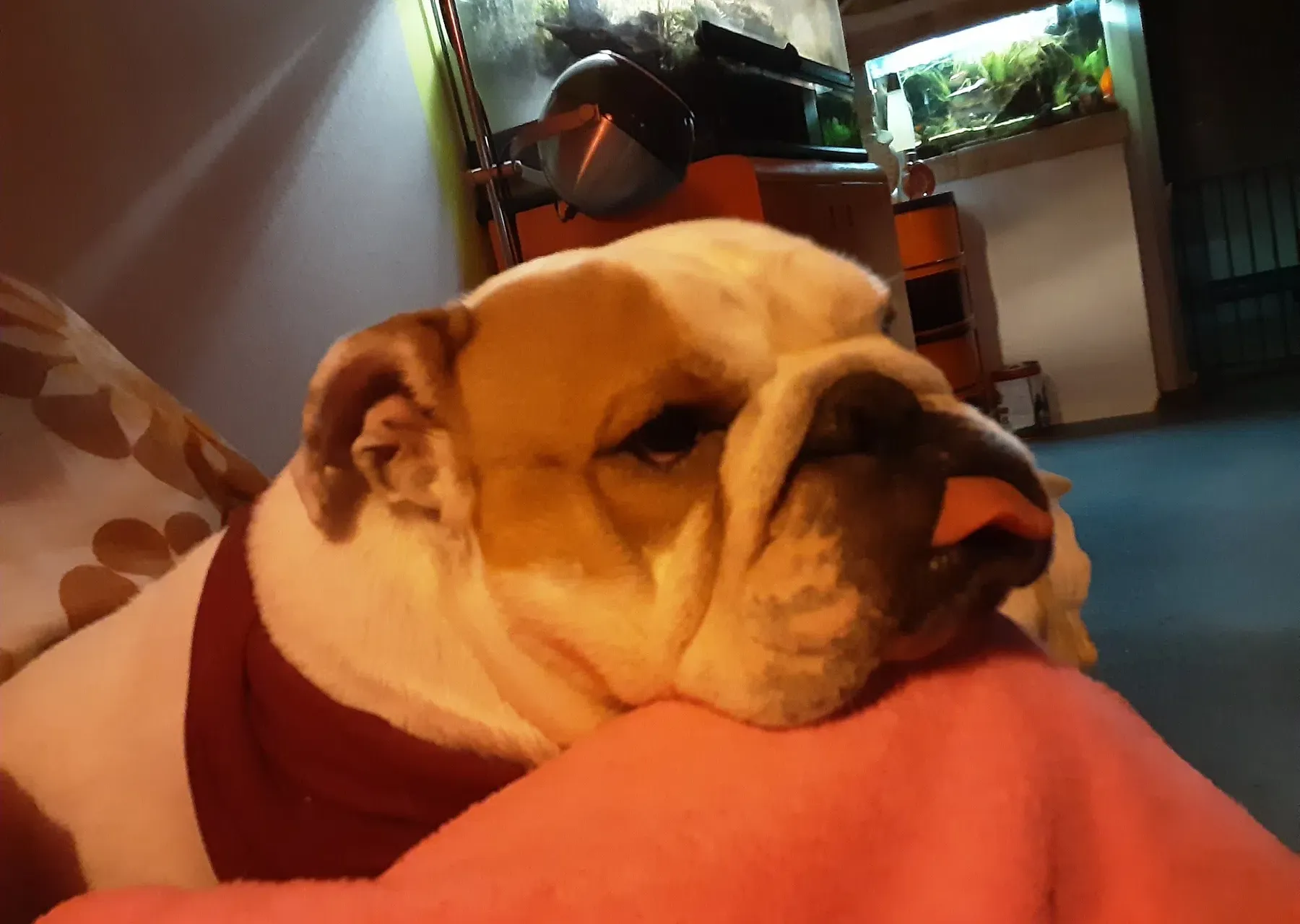 Hideous Patje