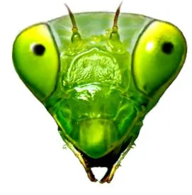 Mantis