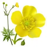 Boterbloem