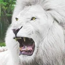 The White Lion