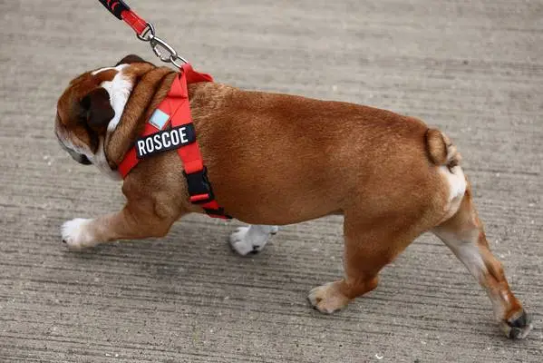 Meet Roscoe, Hamilton's beloved bulldog and F1 paddock star