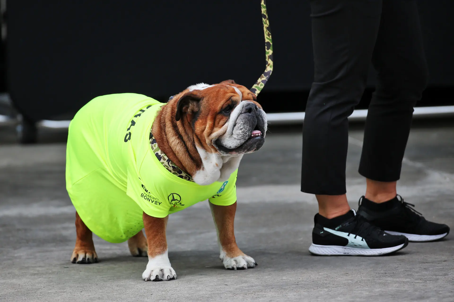 F1 teams unite in grief after Hamilton confirms Roscoe’s passing