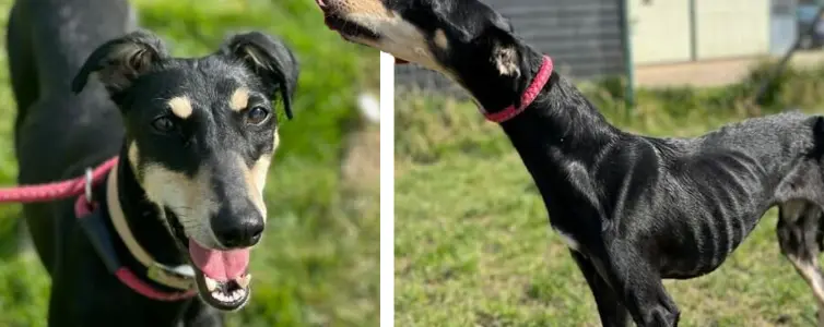Een verlaten hond was slechts botten en huid - na het vinden van een nieuw huis is hij onherkenbaar