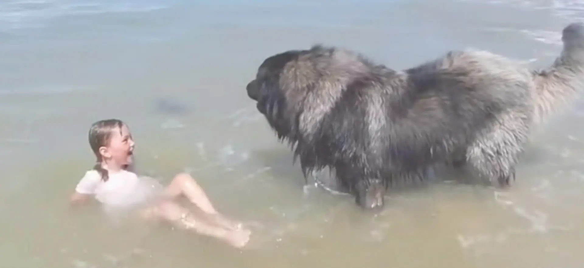 Een grote hond merkt dat er iets mis is met haar kleine baasje en voert dan een geweldige reddingsoperatie uit
