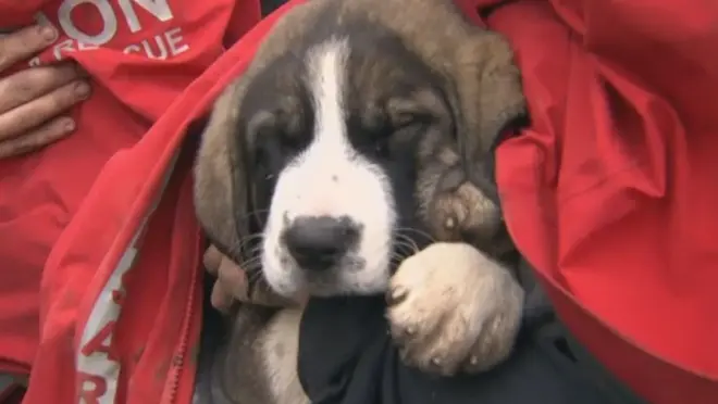 Twee achtergelaten St. Bernard-puppy's die vast zaten op een klif werden gered na dagenlang gehuil om hulp