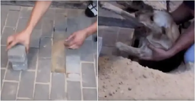 Ze hoorden geblaf uit de grond komen, toen verwijderden ze stenen om een levend begraven hond te onthullen