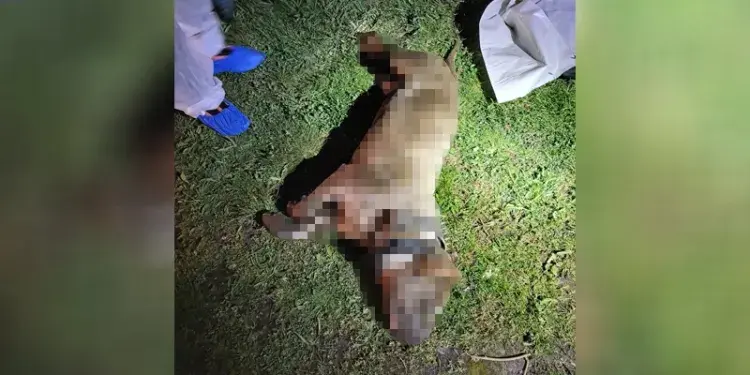 Gewurgde hond gedumpt in het kanaal gevonden
