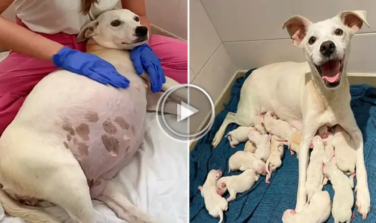 Hond die 9 weken zwanger is wordt gedumpt bij het asiel, bevalt daarna van 14 prachtige puppy's