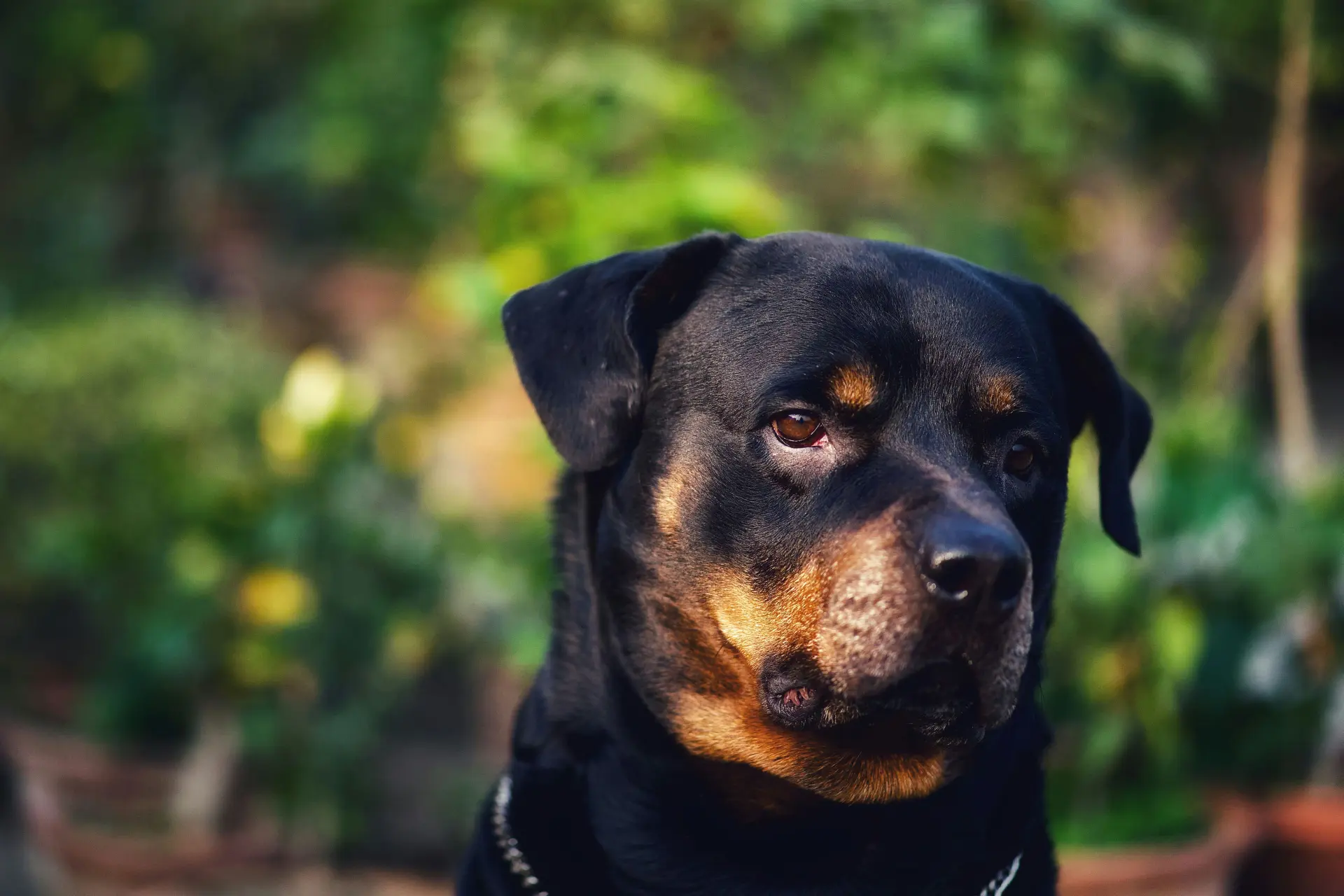 Rottweilers bijten man (50) dood, voorbijganger ontdekt het verminkte lichaam