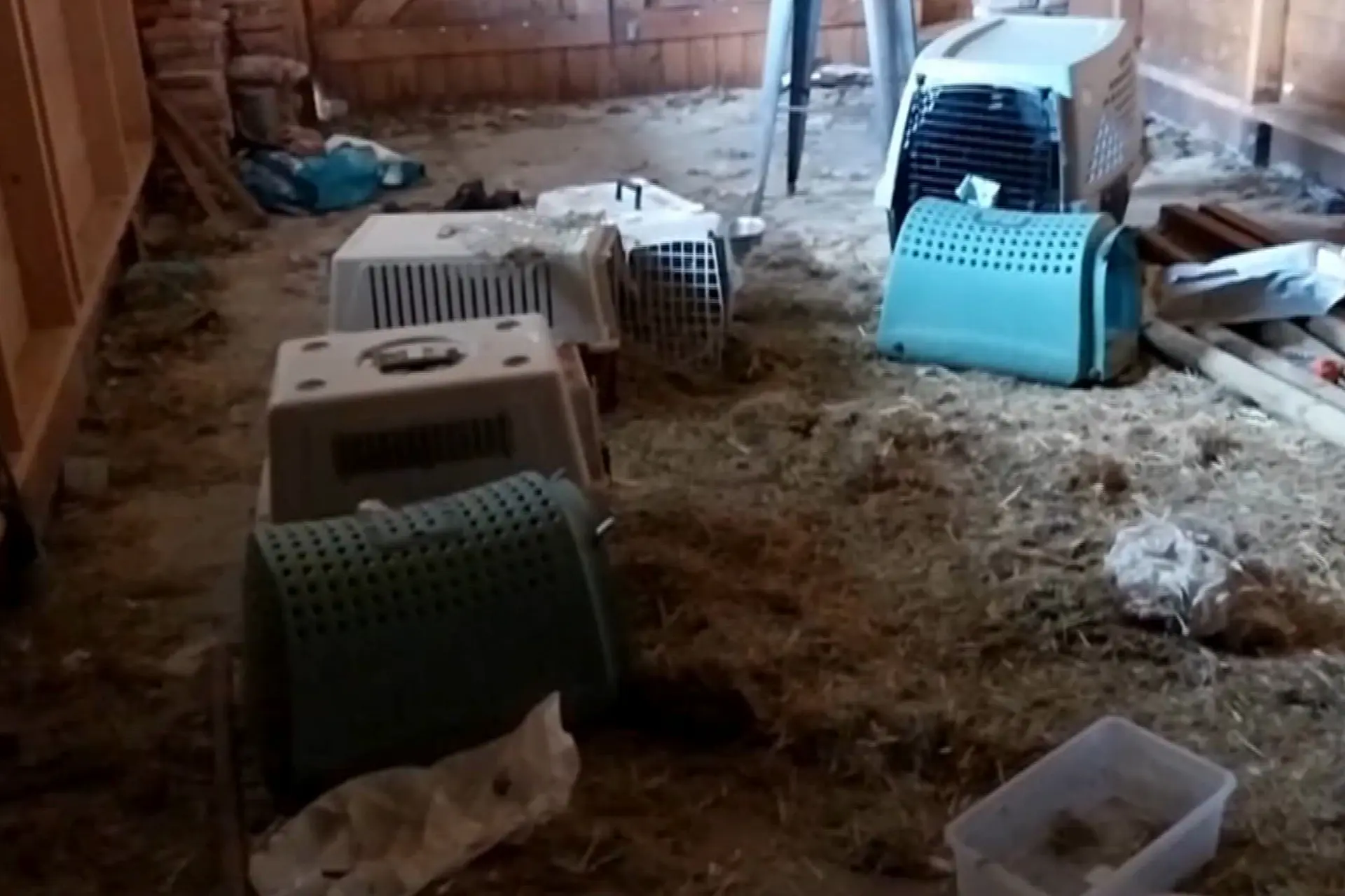Horrorhuis ontdekt: tientallen dieren dood en mishandeld in huis van dierenarts gevonden