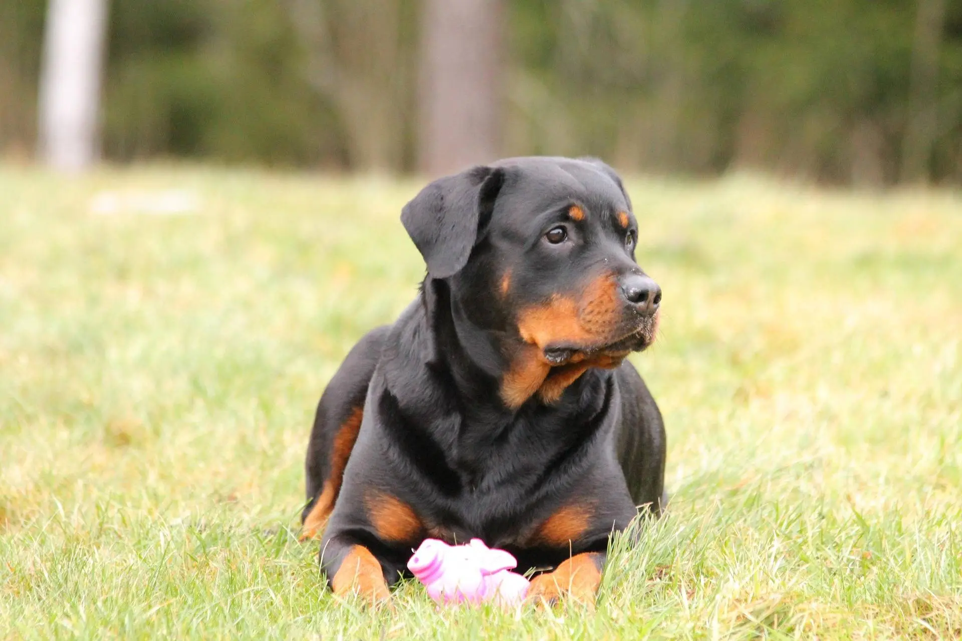rottweiler-323265_1920