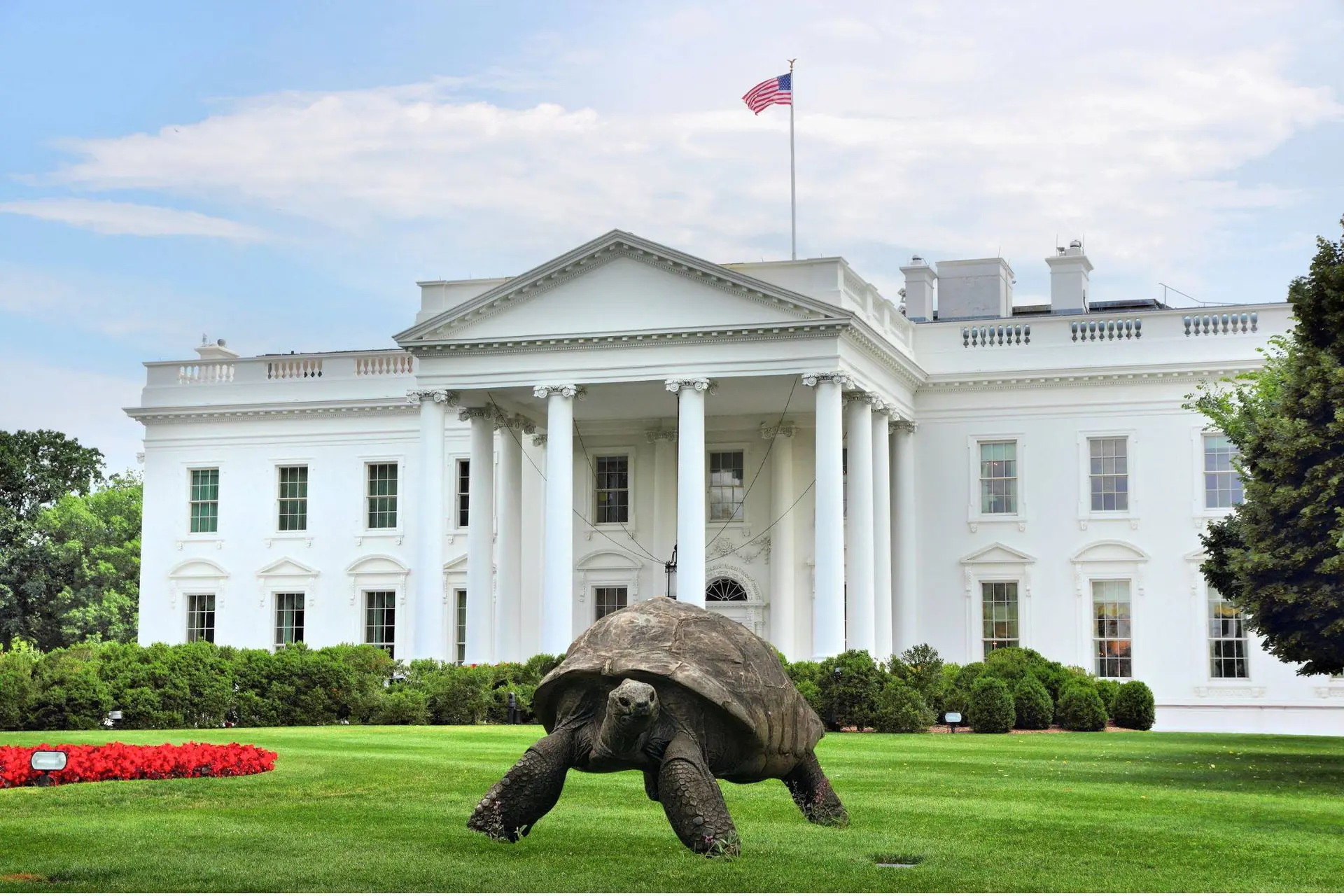 Jonathan the tortoise walking on the bright green lawn in front of the White House