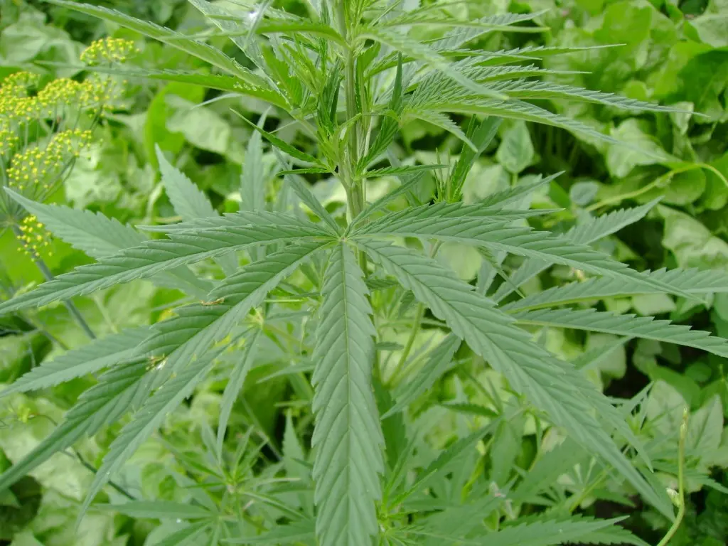Kanapių plantacija