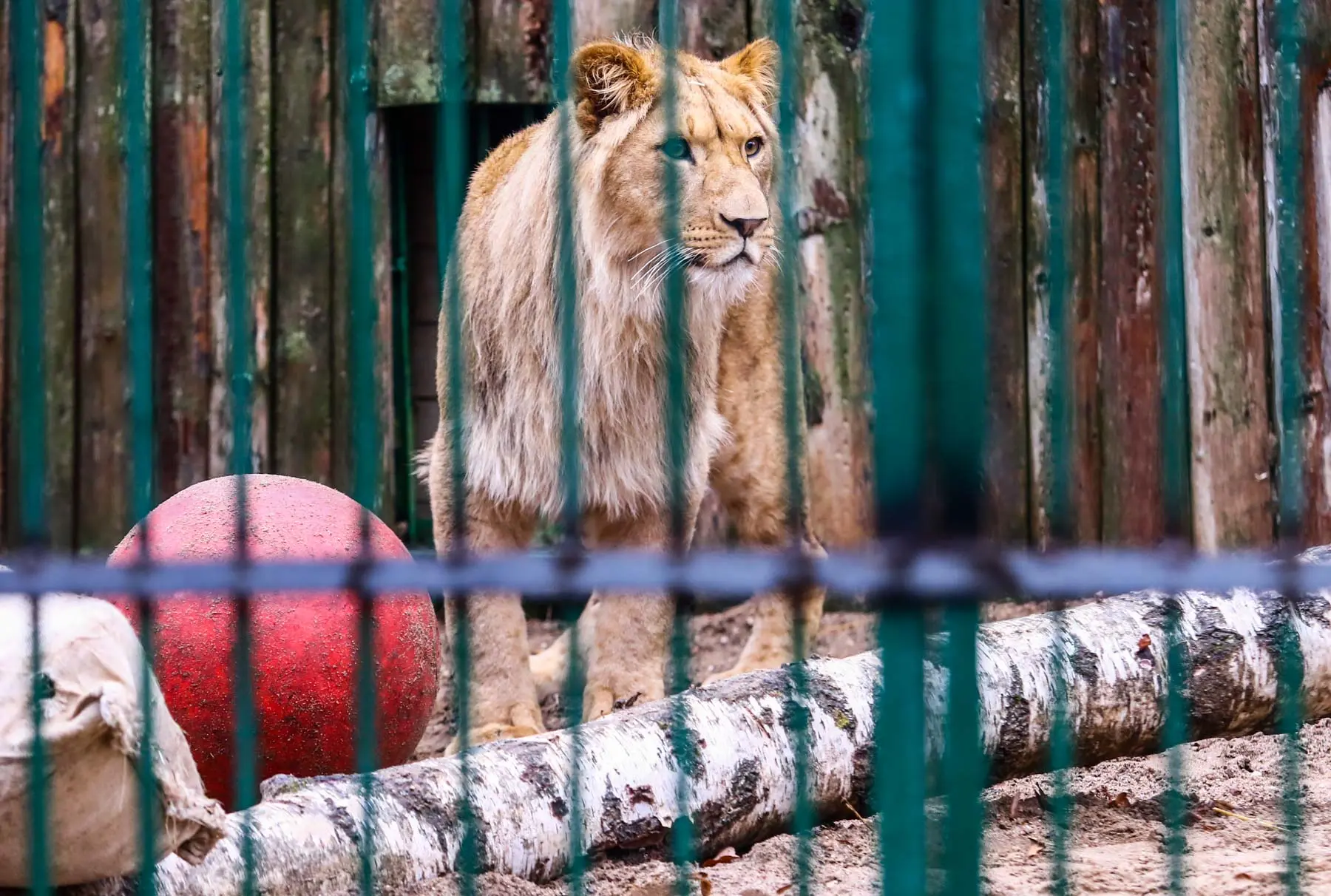 Zoologijos sode užsieniečiai įnešė atrakcijų gyvūnams
