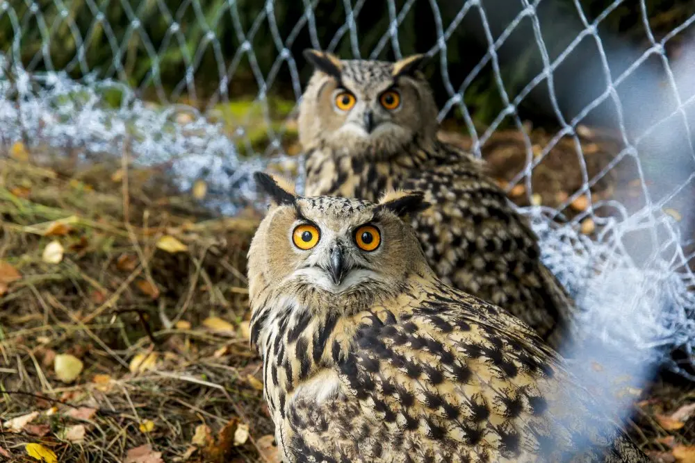 Apuokas