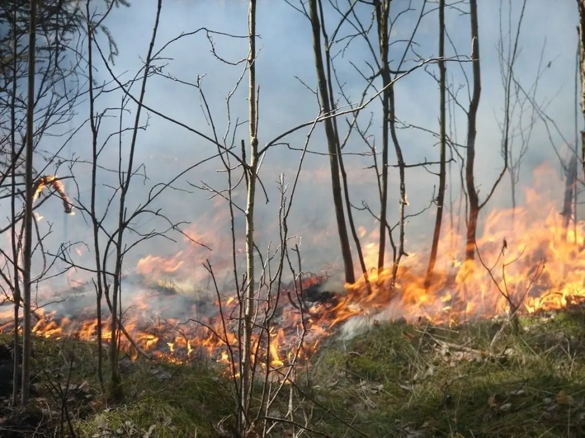 Degantis miškas, miško gaisras
