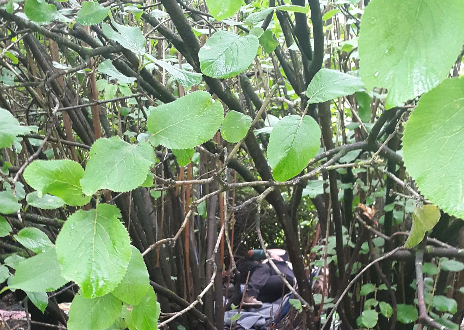 Pora užsiima seksu Kalniečių parke