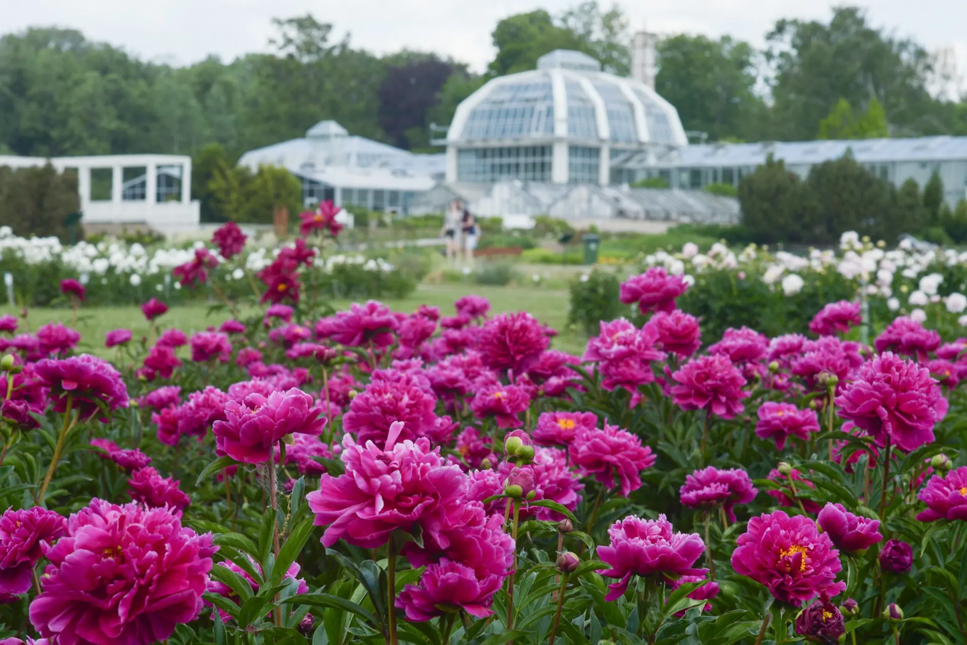 Baltažiedis bijūnas (paeonia lactiflora) 'Agida'