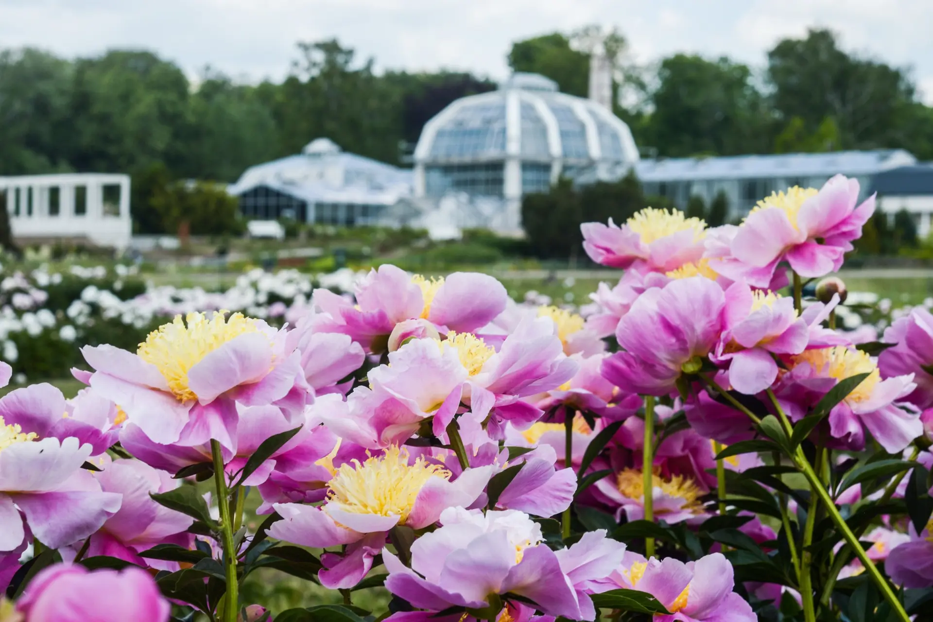 Baltažiedis bijūnas (paeonia lactiflora) „Eva“