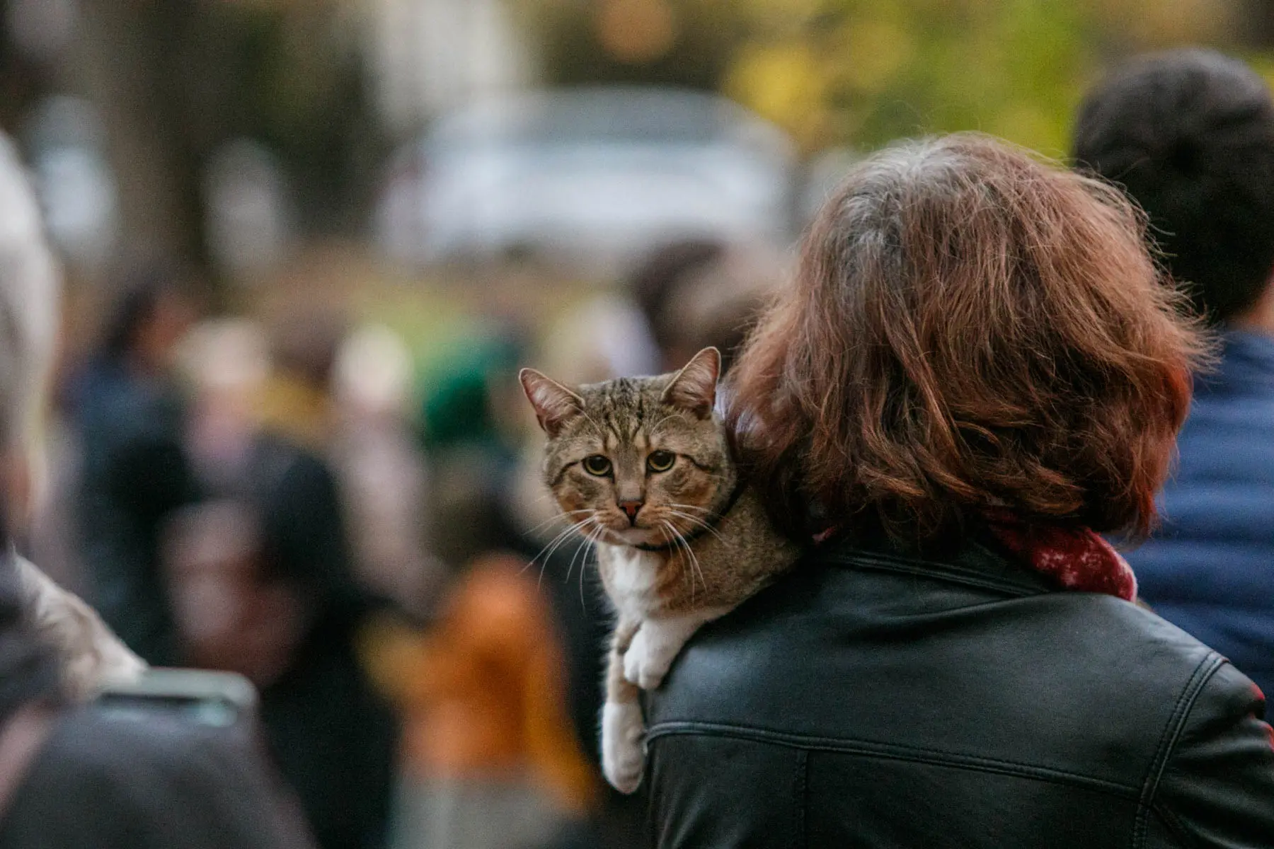 Istorijų festivalis Ramybės parke