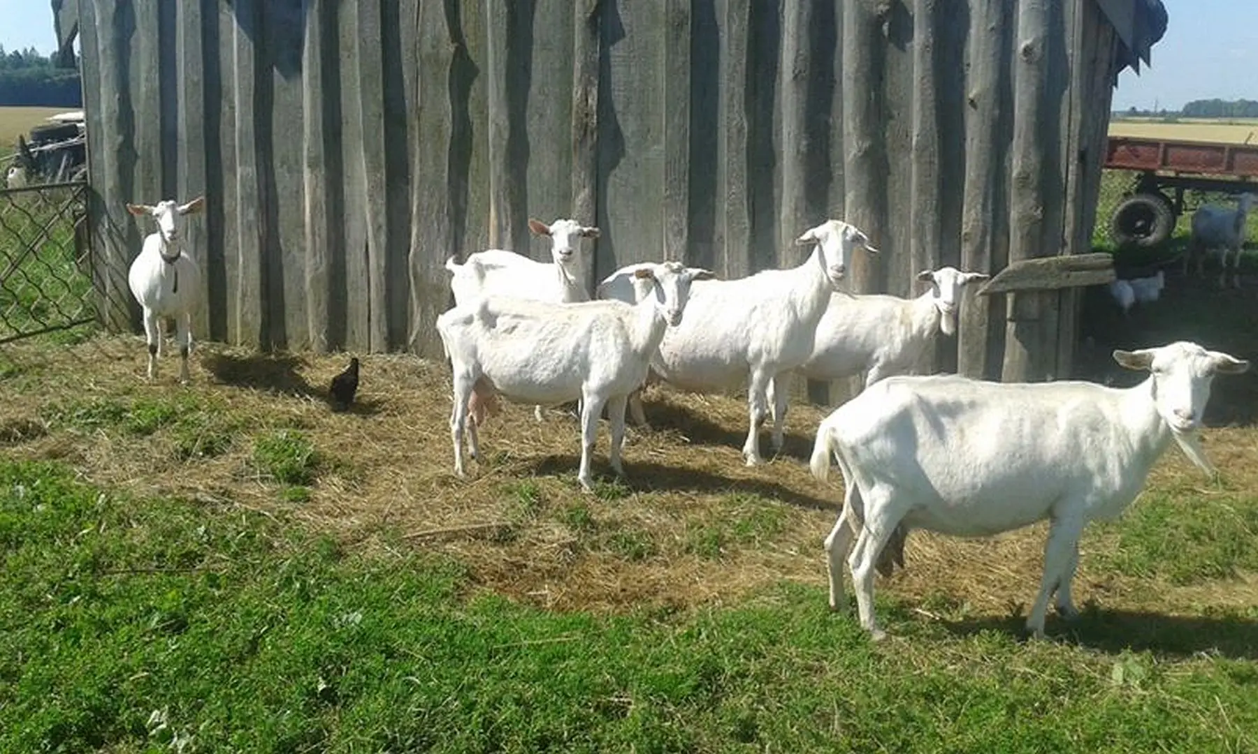 Ožkos