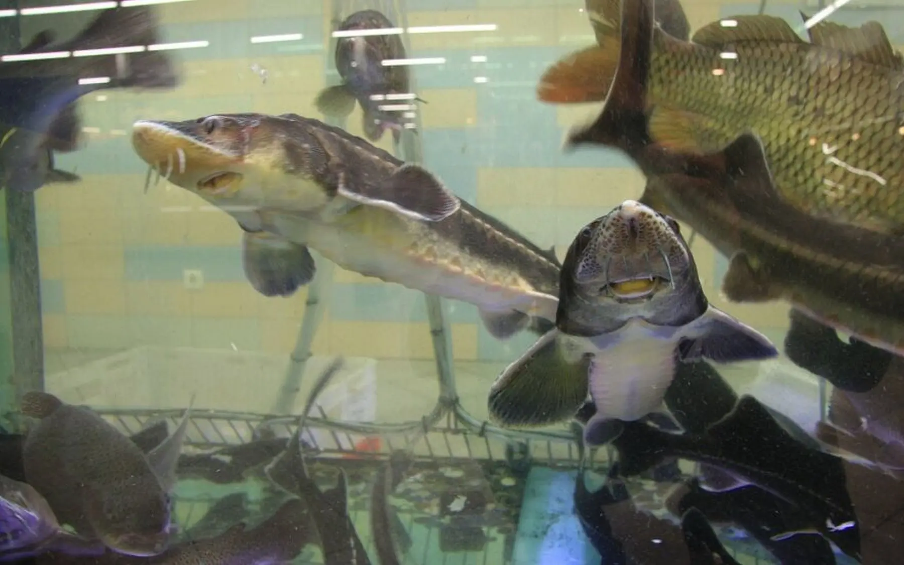 Akvariumas, žuvis