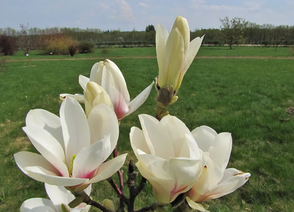 Žydinčios magnolijos