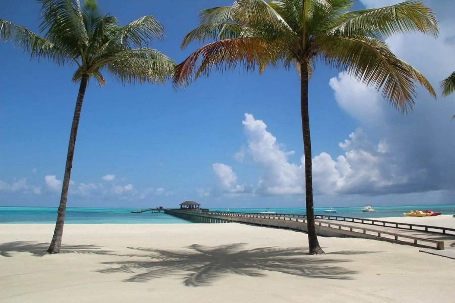 Maldyvai, palmė