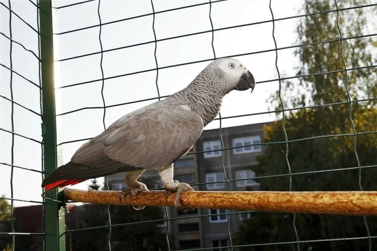Kauno dingo kalbanti pilkoji papūga