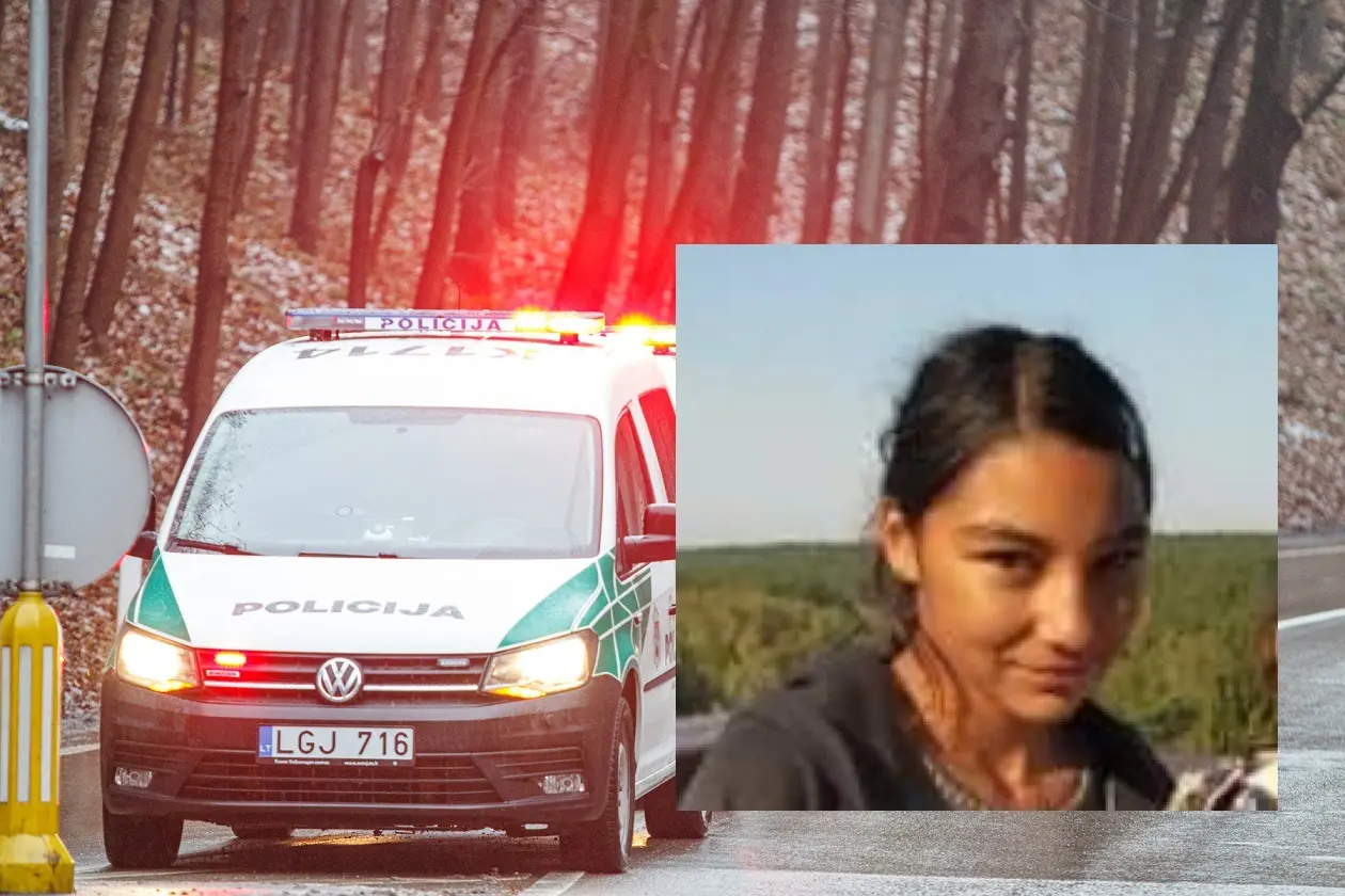 DIngo mergina
