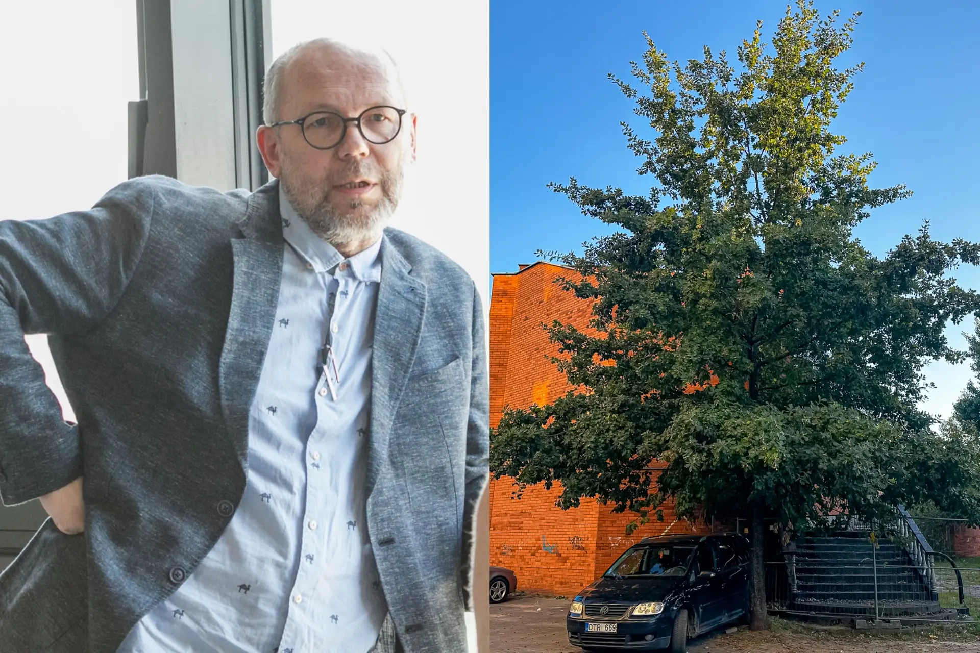 G. Natkevičius, Sąjūdžio ąžuolas