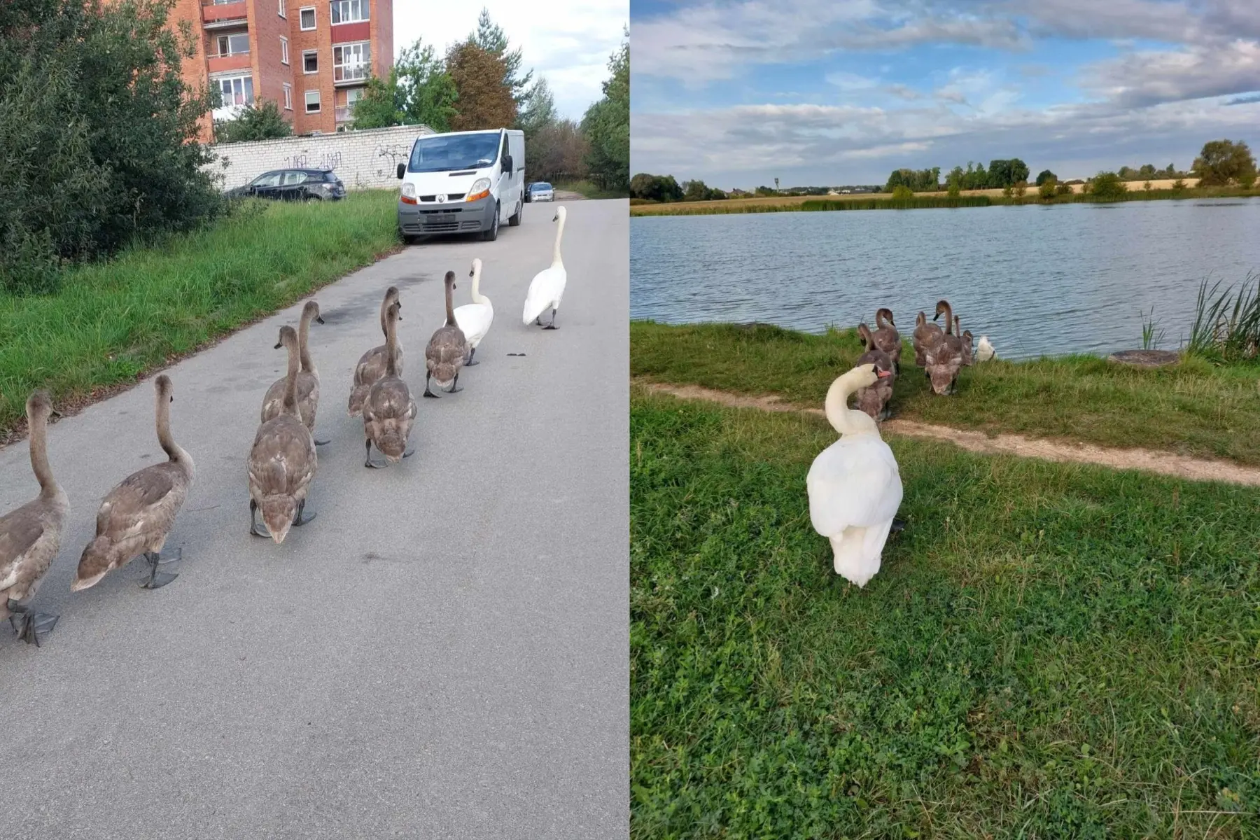 Gulbės garliavoje