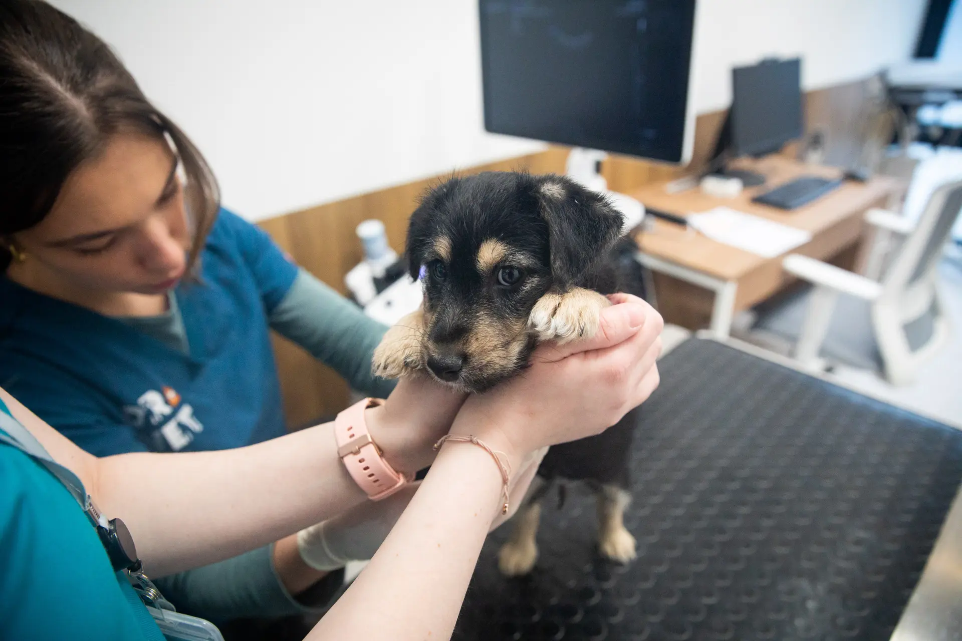 Veterinarai, šuo