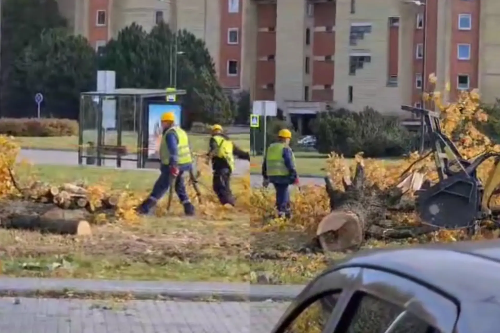 Kertami medžiai Kovo 11-osios