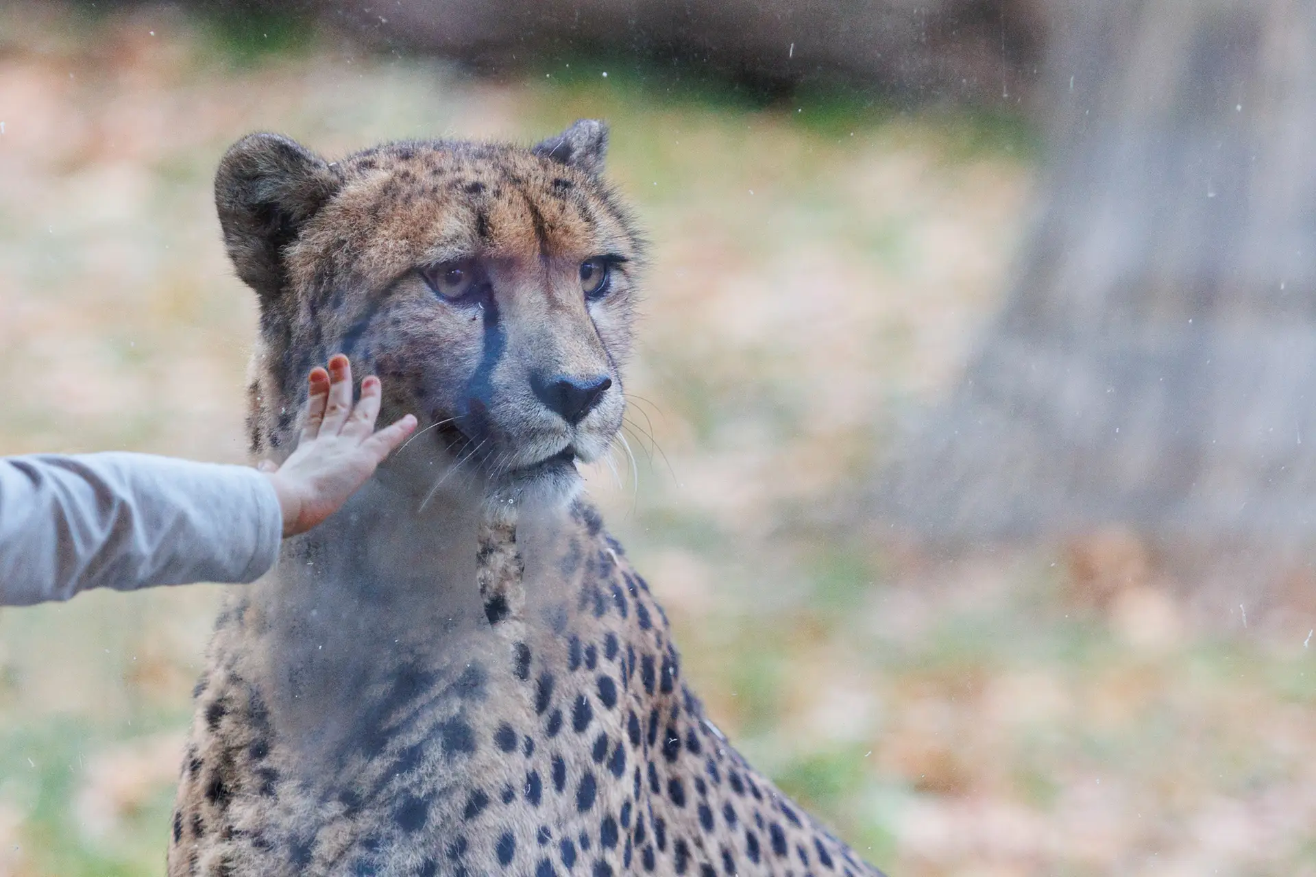 Atidaromas Kauno Zoologijos sodas