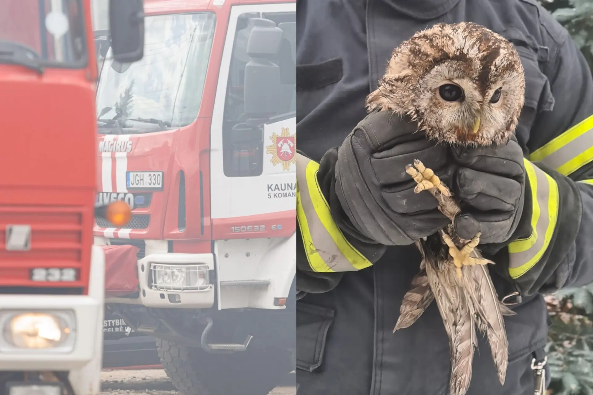 Pelėdos gelbėjimo operacija