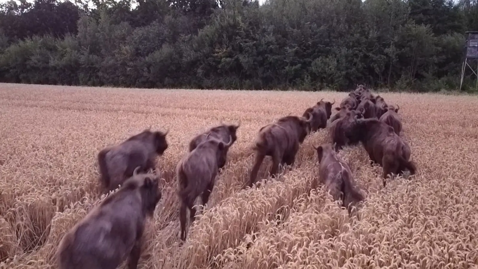 Stumbrai Kauno rajone / N. Žmuidzinavičienės asmn. albumo nuotr.