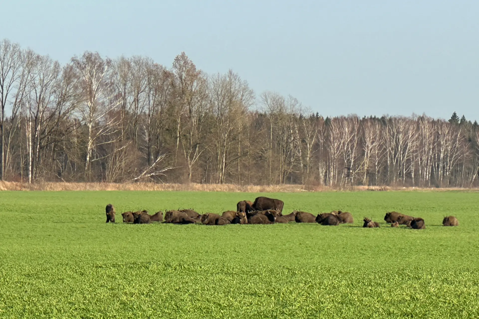 Stumbrų banda Kauno rajone / Skaitytojo nuotr.